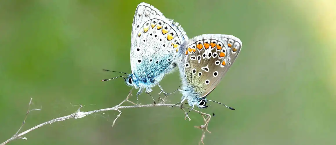 Tier, Insekt, Wirbellose, Schmetterling