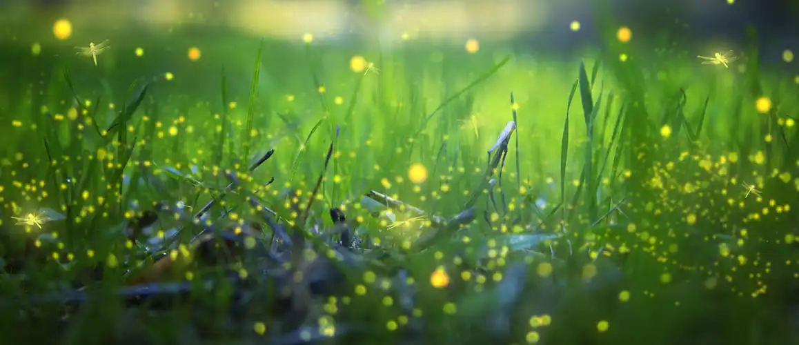 Grün, Gras, Pflanze, Vegetation, Draußen